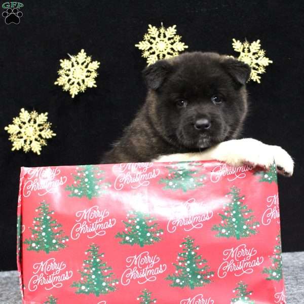 Sadie, Akita Puppy